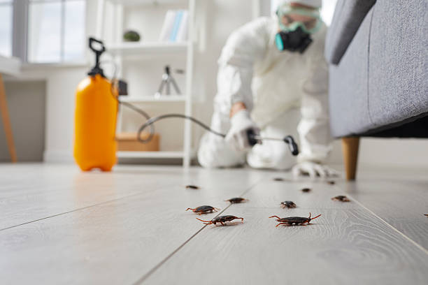 Post-Treatment Bed Bug Interceptor Monitoring in Providence Village